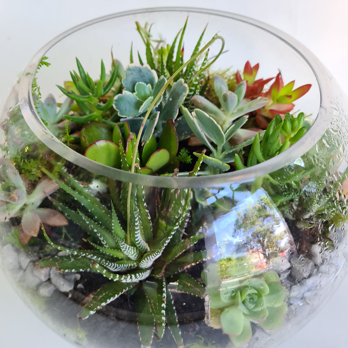 terrarium plants melbourne Succulent terrariums for Melbourne delivery