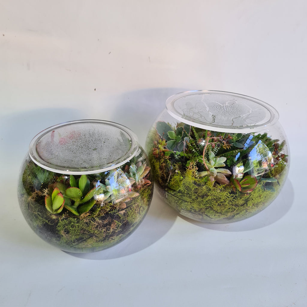 Succulent terrariums