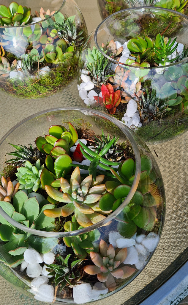 How to care for terrariums