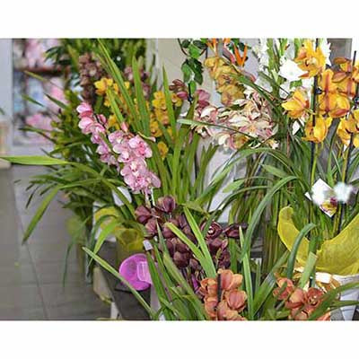 Melbourne florists full of flowers throughout Winter