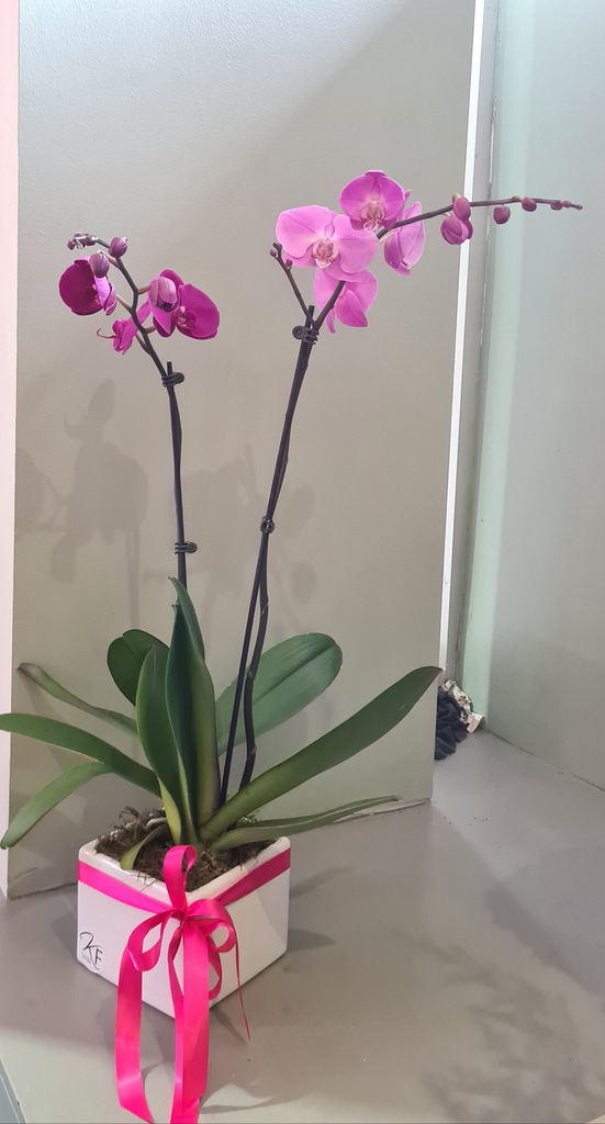 Stunning purple fuschia phaleanopsis orchids... with double stem elegantly display in white Ceramic container...its a show stopper and will make a striking piece in any space 🟣💖🟣💖