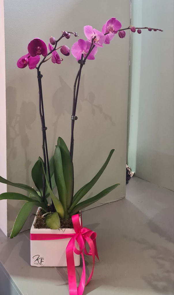 Stunning purple fuschia phaleanopsis orchids... with double stem elegantly display in white Ceramic container...its a show stopper and will make a striking piece in any space 🟣💖🟣💖