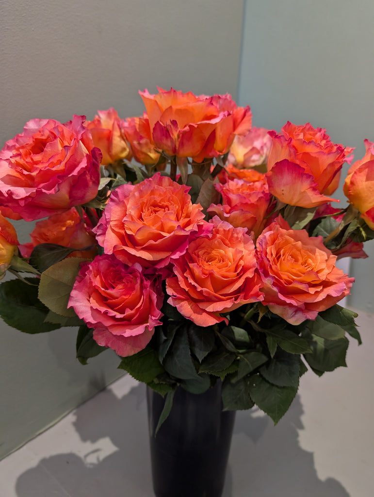 Large Sunset Ecuadorian roses x12