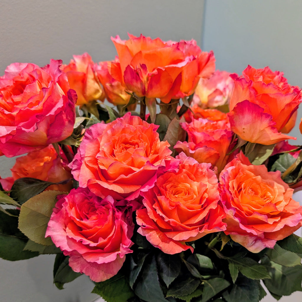 A dense bouquet of vibrant orange and pink roses with green leaves, photographed against a plain light gray wall.