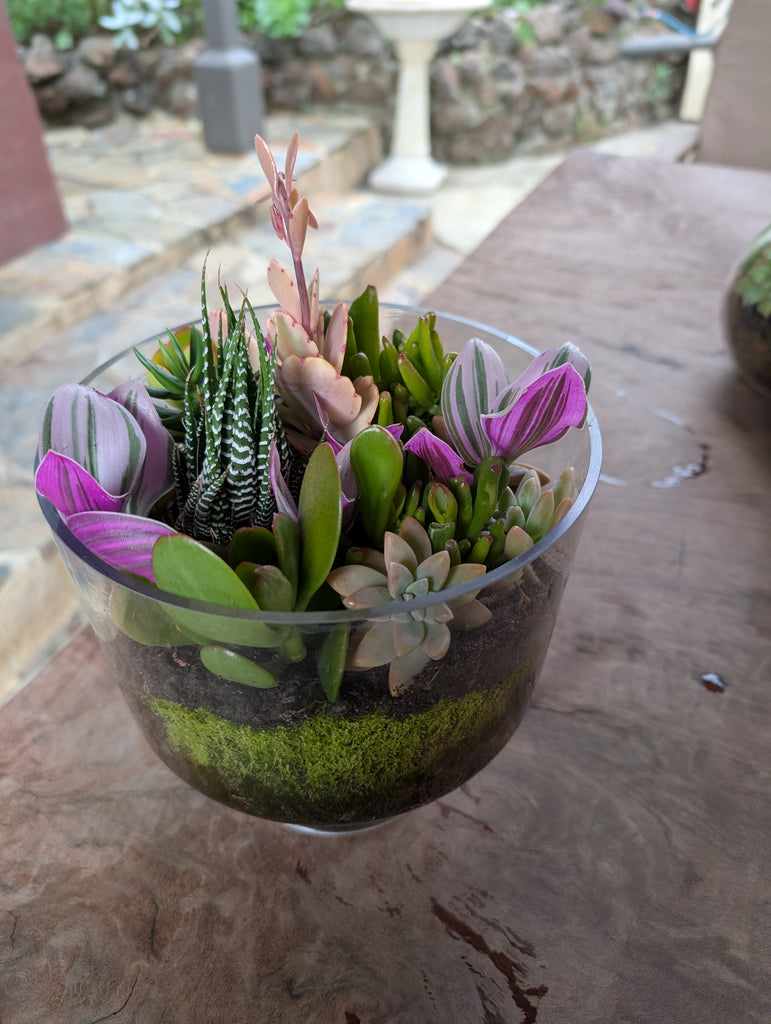 Succulent garden