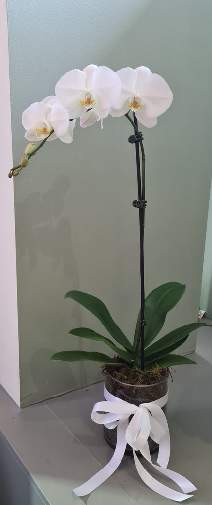 White Phaleanopsis orchids plant