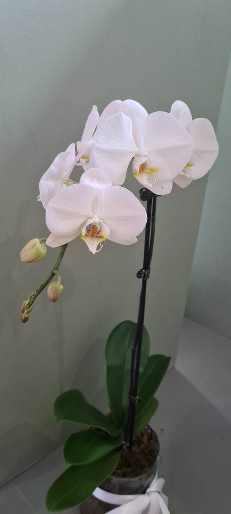 White phaleanopsis orchids plant
