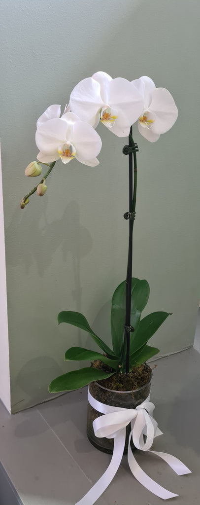White Phaleanopsis orchids plant