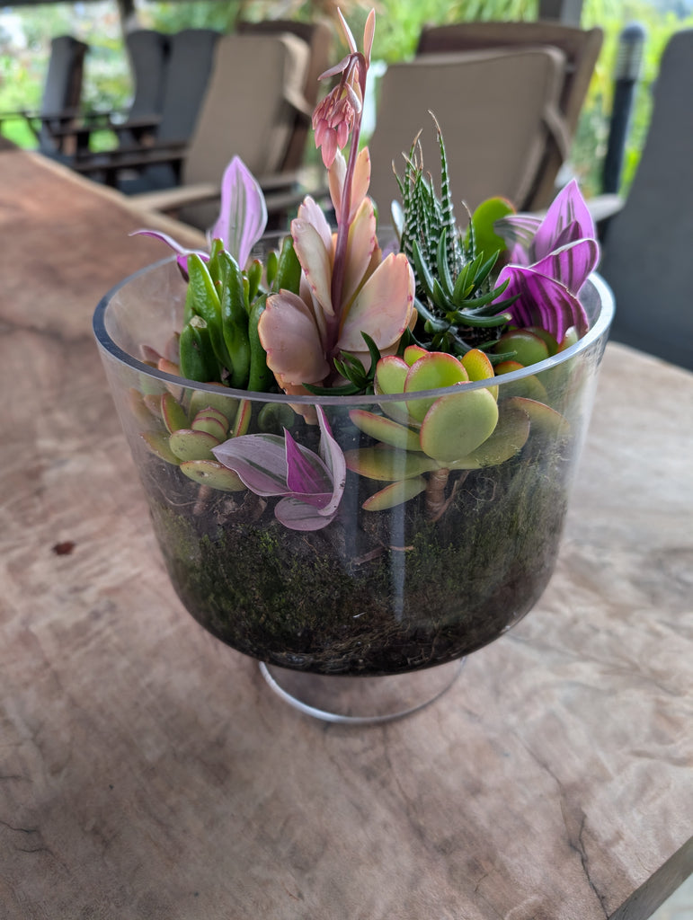 Succulent garden
