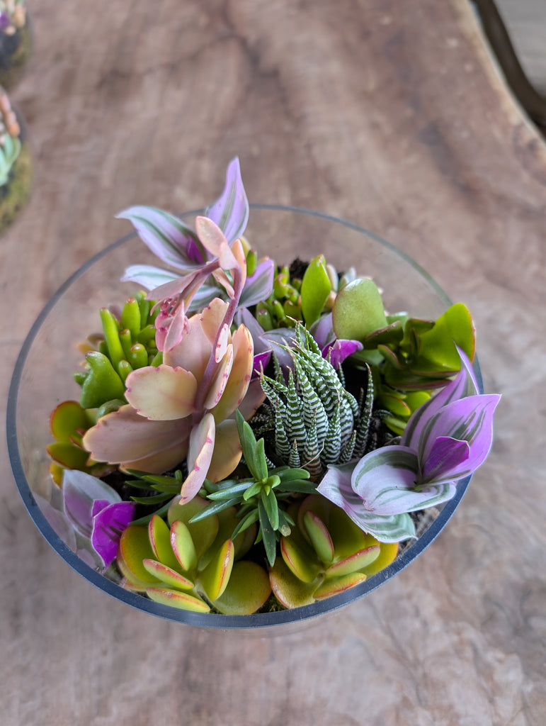 Succulent garden
