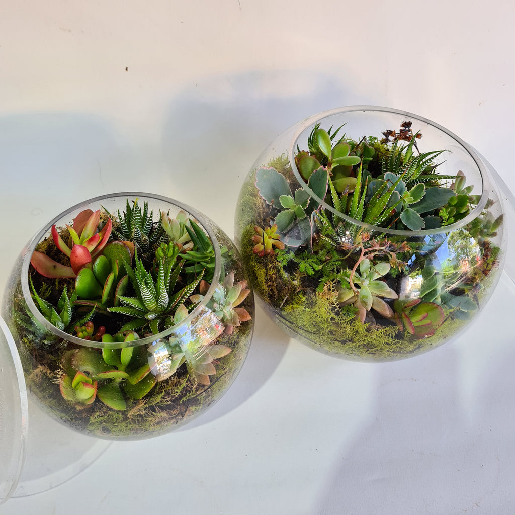 succulent terrarium melbourne Succulent terrariums for Melbourne delivery