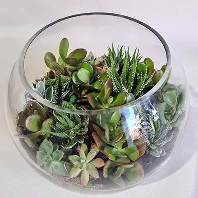 Succulents plants terrarium glass fish bowl small