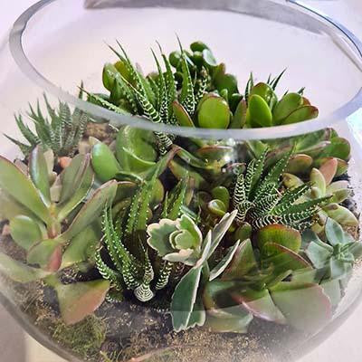 Succulents terrarium glass fishbowl