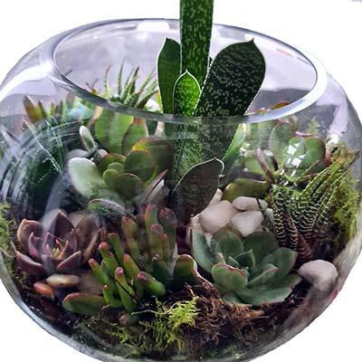 Succulents plants terrarium glass fish bowl